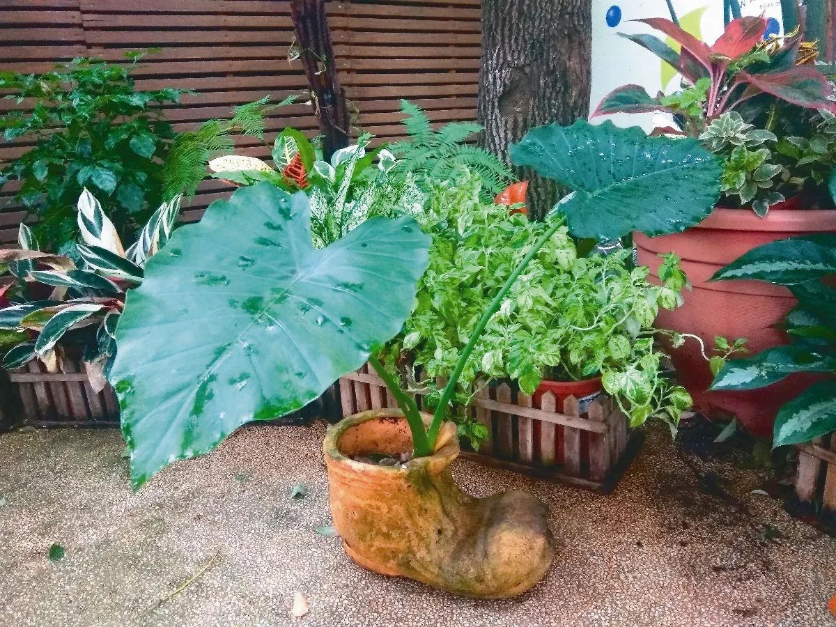 生活快門  姑婆芋穿鞋