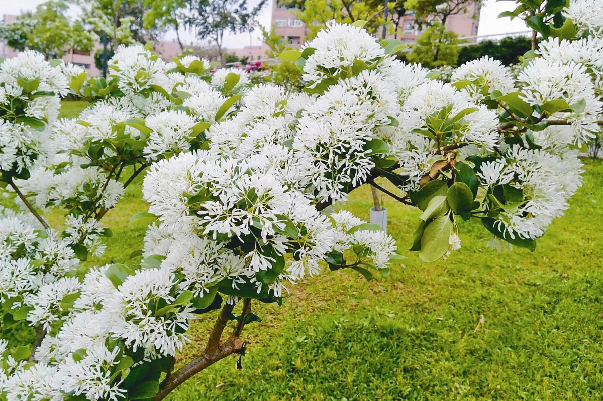 流蘇盛開 石門水庫飄4月雪
