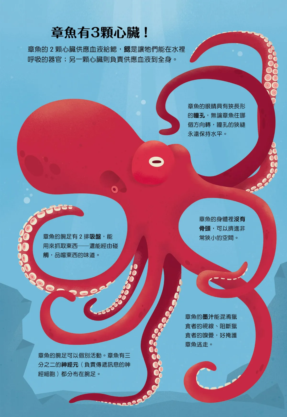小小科學人   章魚有3顆心臟