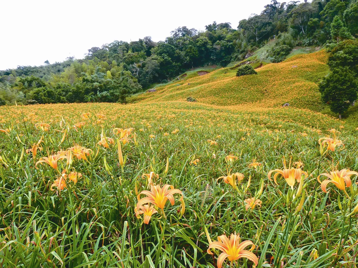 金黃花海 花蓮萱草盛開