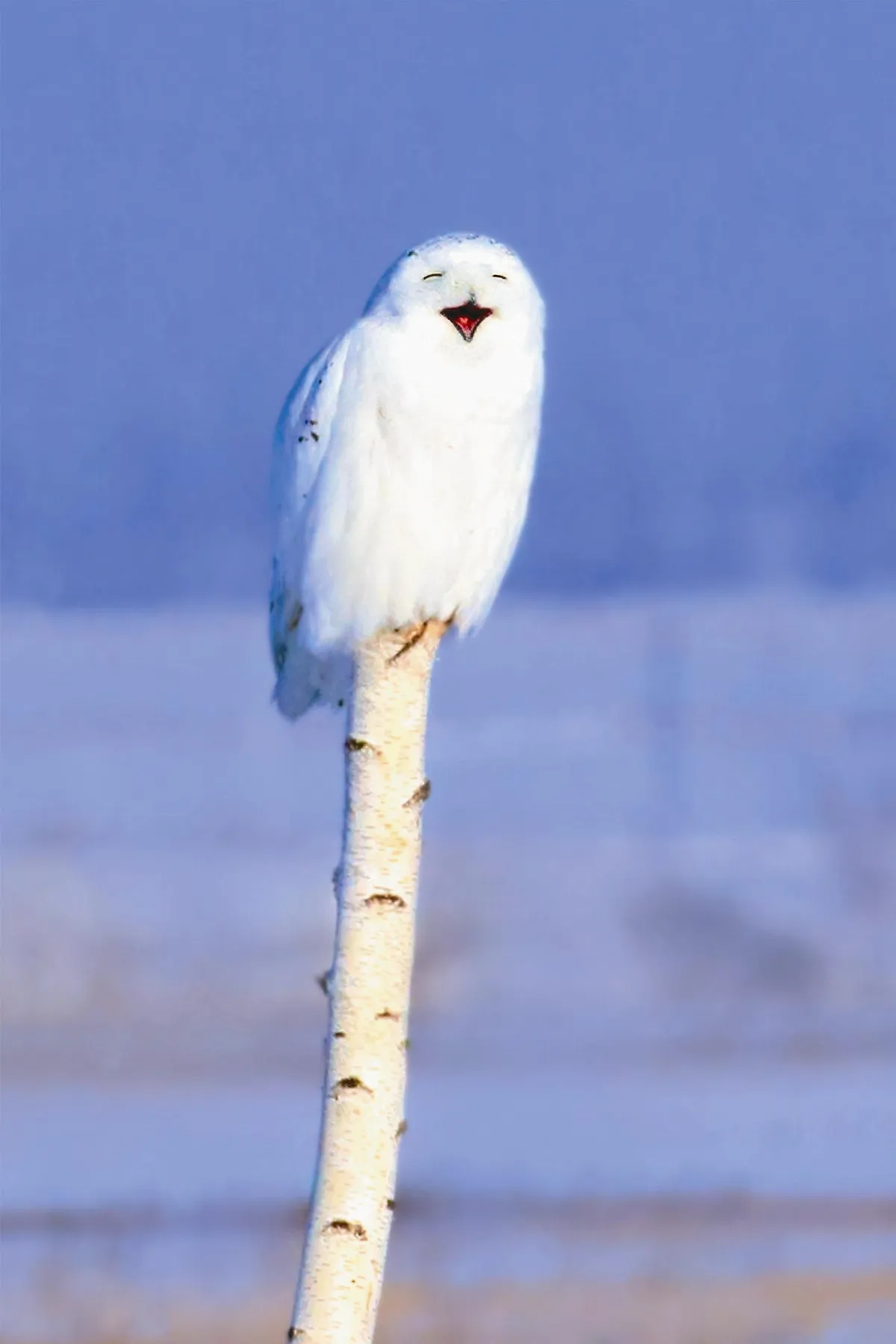 攝影達人 呼倫貝爾市美麗的邂垢