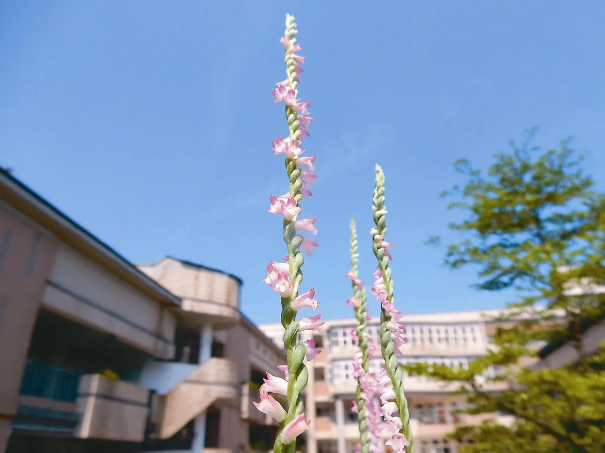 盤龍花柱現身 來瑞工 當心踩到保育植物