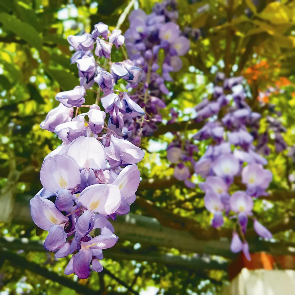 蔣勳：美  是看不見的競爭力！