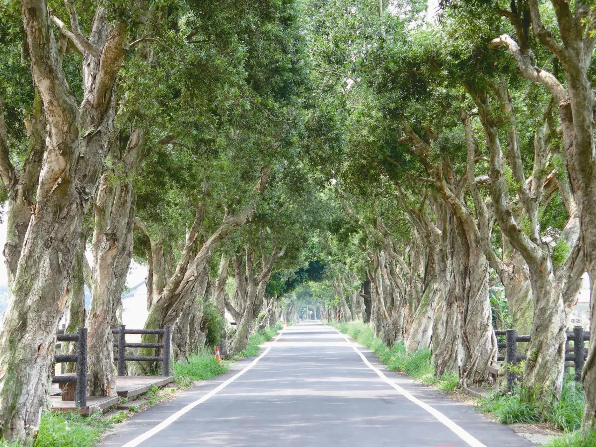 僅此一家 別無分號  我家住在落羽松路