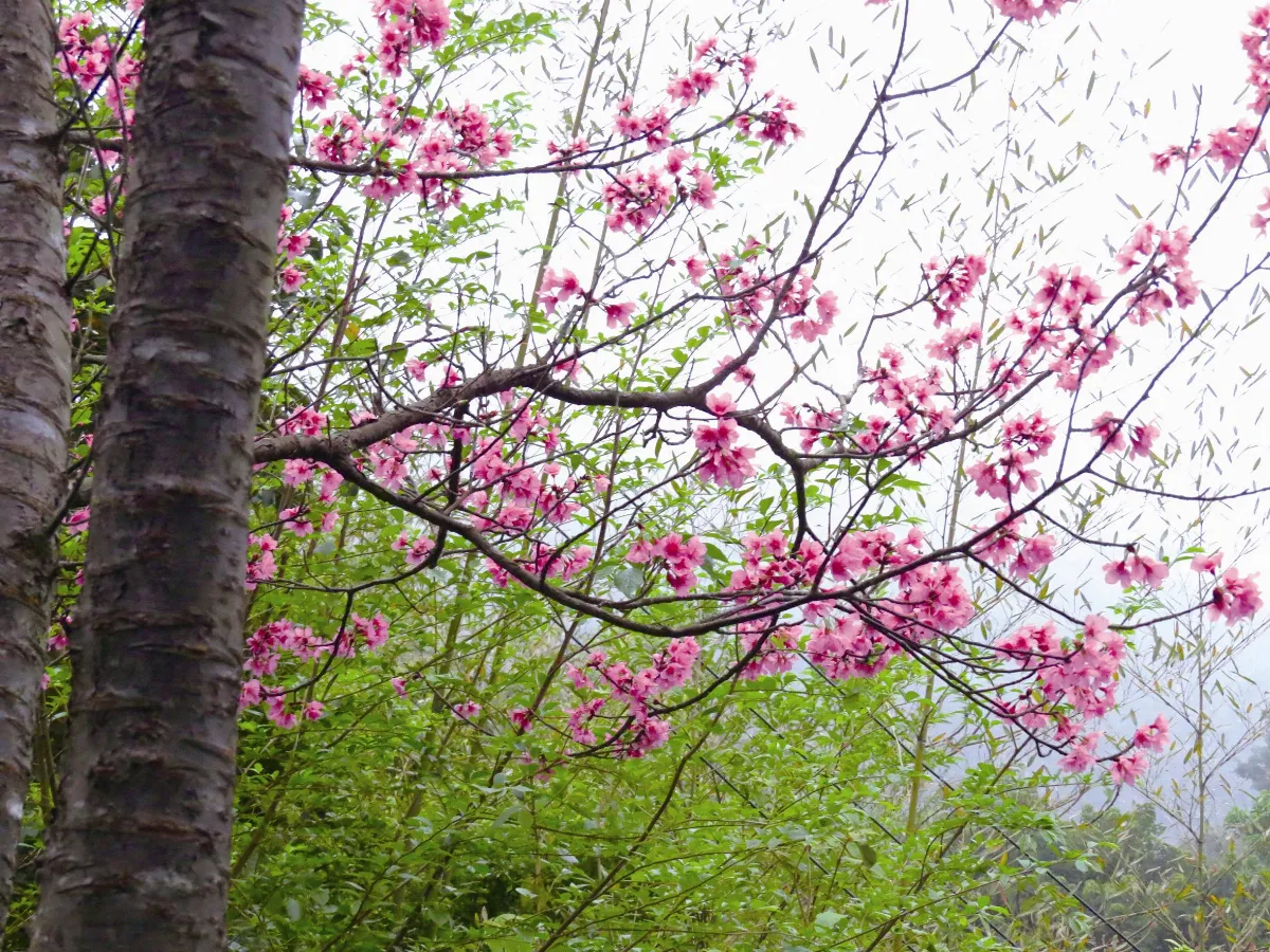 山村生活  櫻木花道