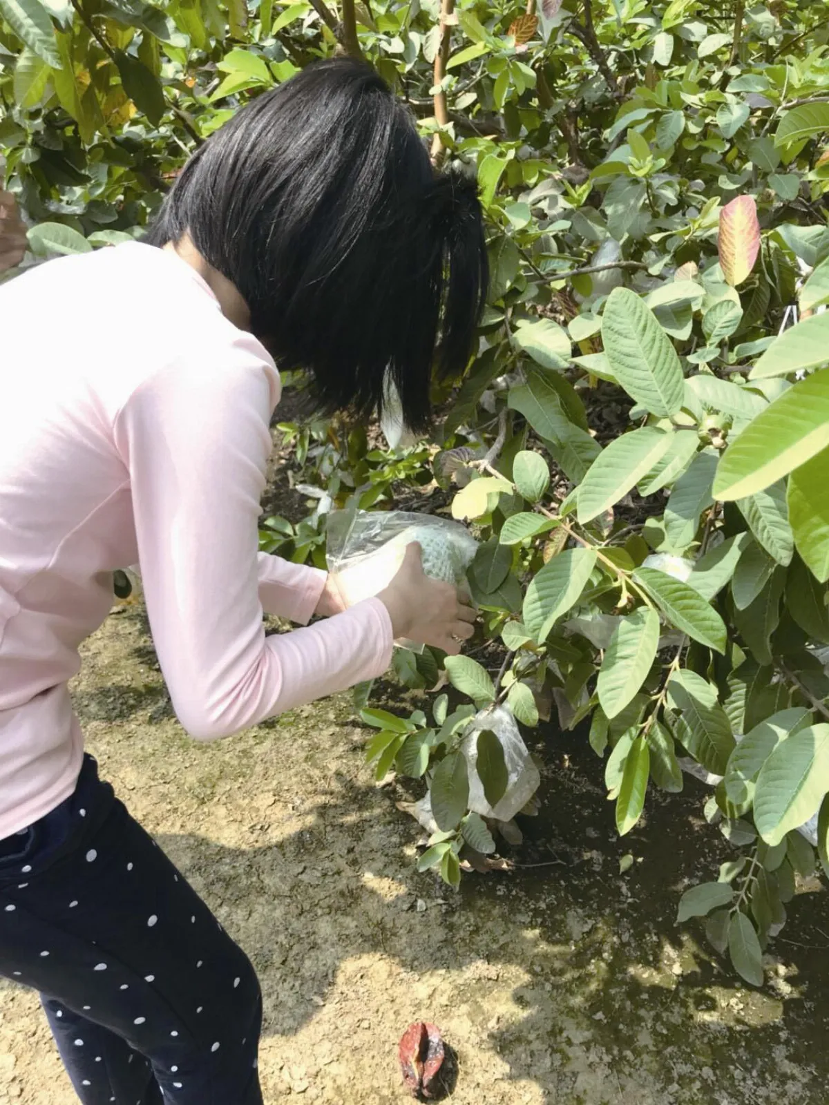 印象旅人  田園樂趣 北斗採芭樂