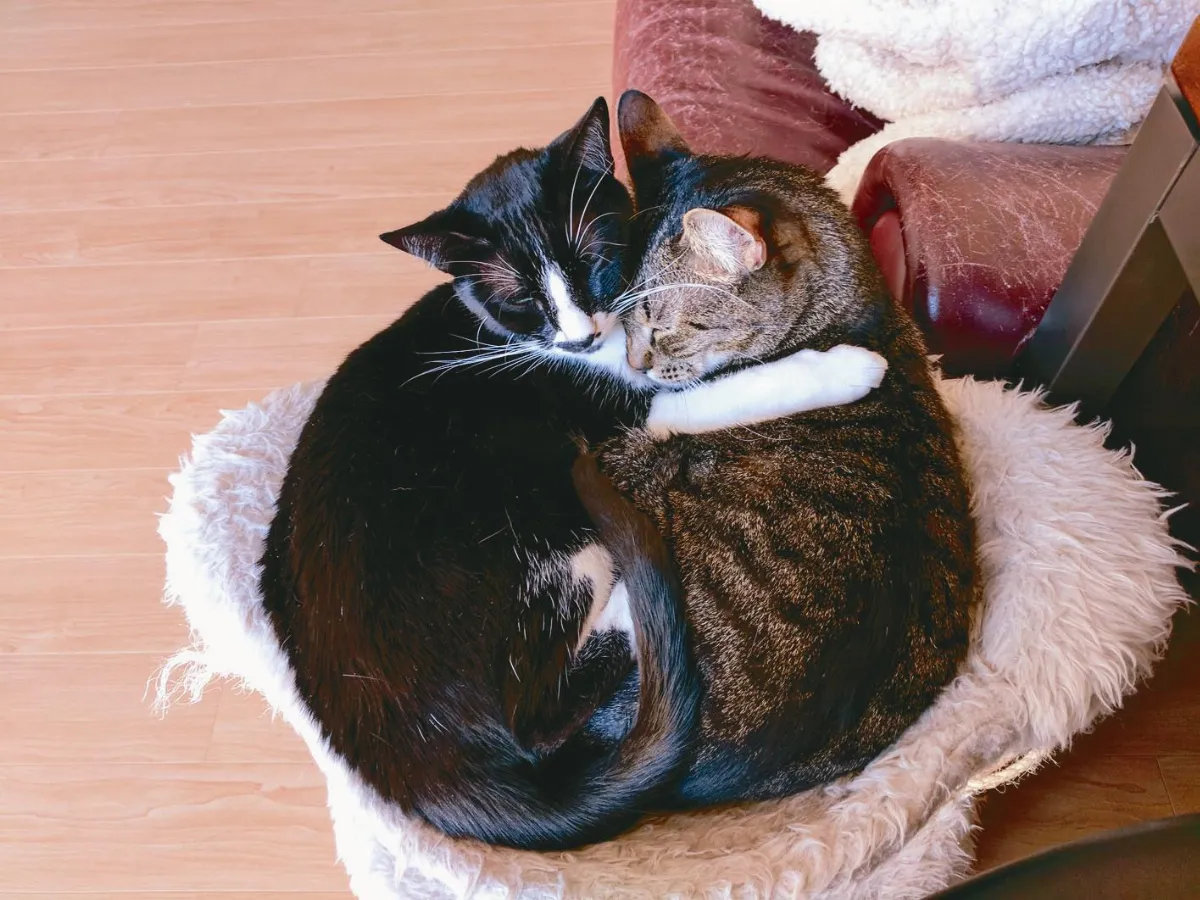 寵物一家親  喵生的圓滿