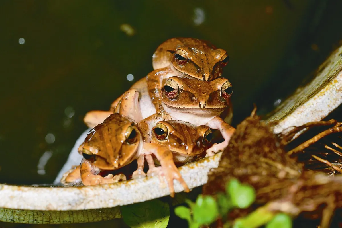 里山典範 近700物種進駐美濃