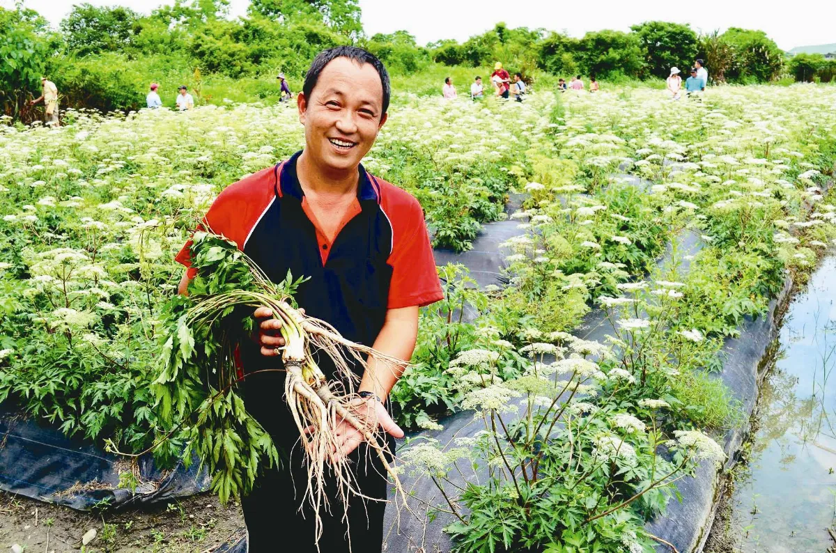 肉桂棒、紫蘇葉 只能中藥店買？