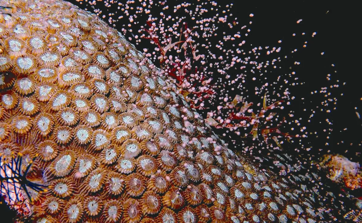 墾丁珊瑚 提早爆量產卵