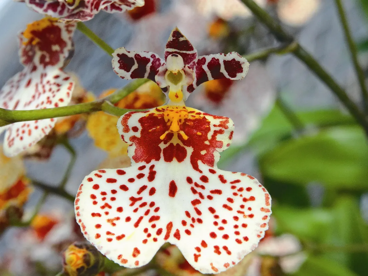 雪中紅文心蘭 10年育新種