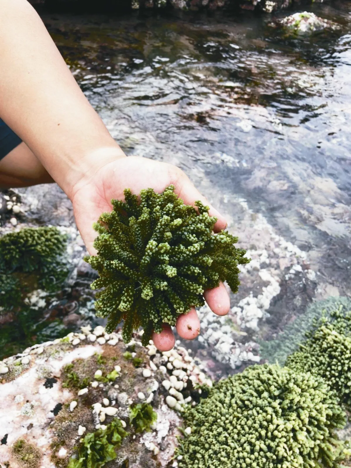 東北角海葡萄 繁殖成功
