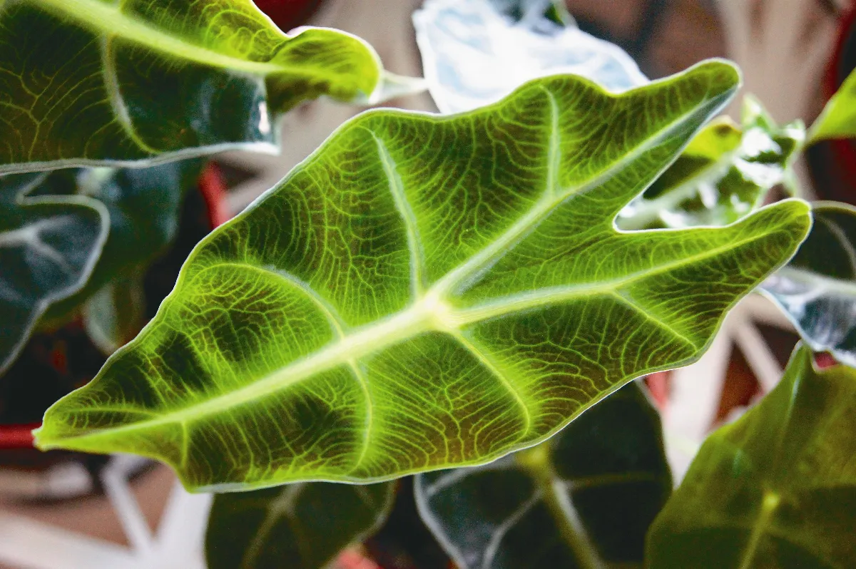【愛植栽】看見幸福