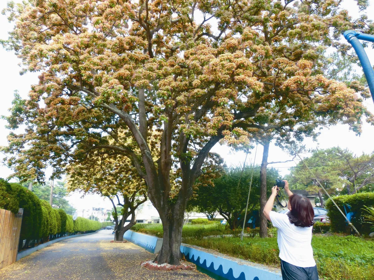 原生種魚木 開滿澄黃花朵