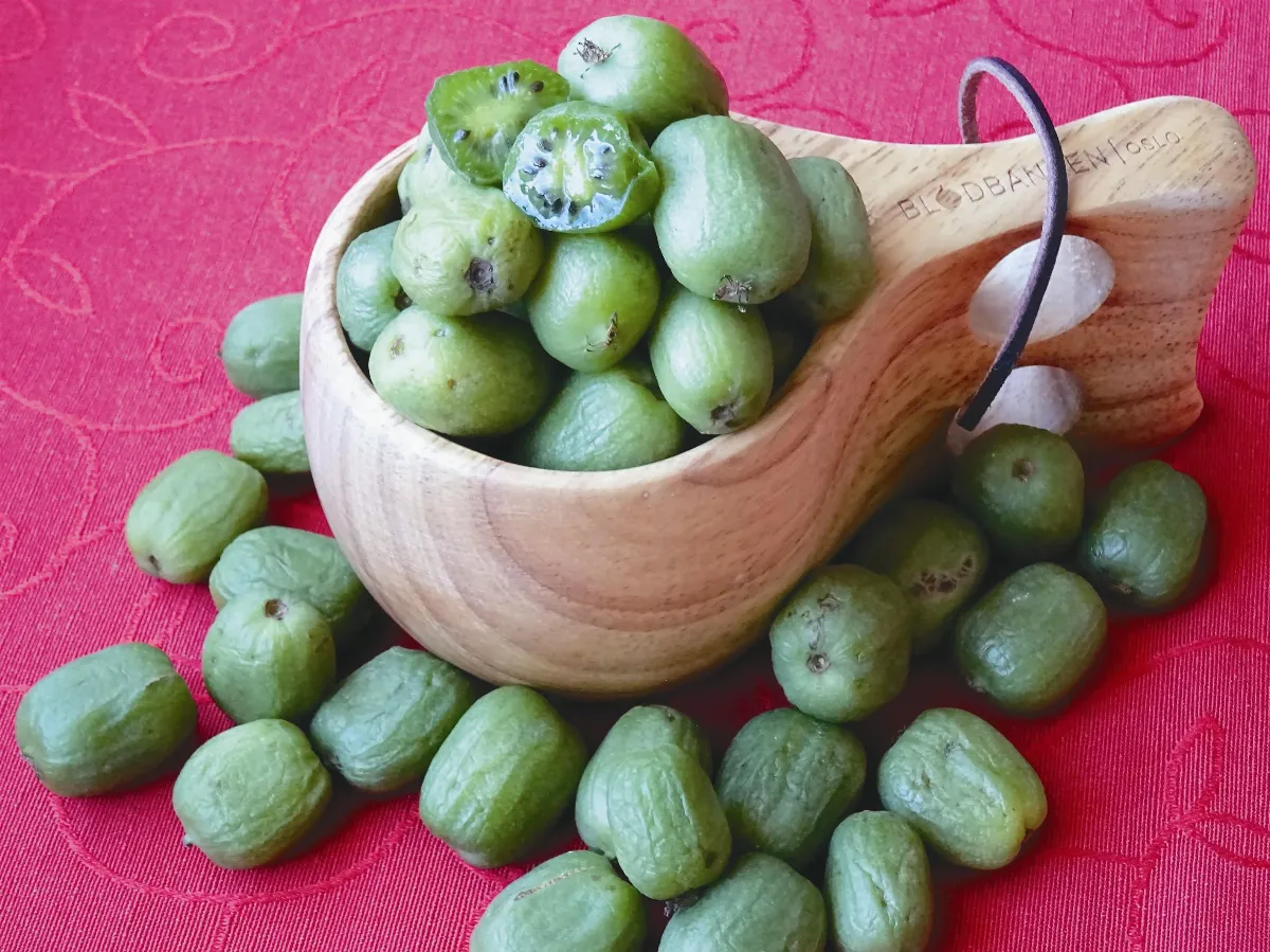 異鄉食情  型小量大的奇異果莓