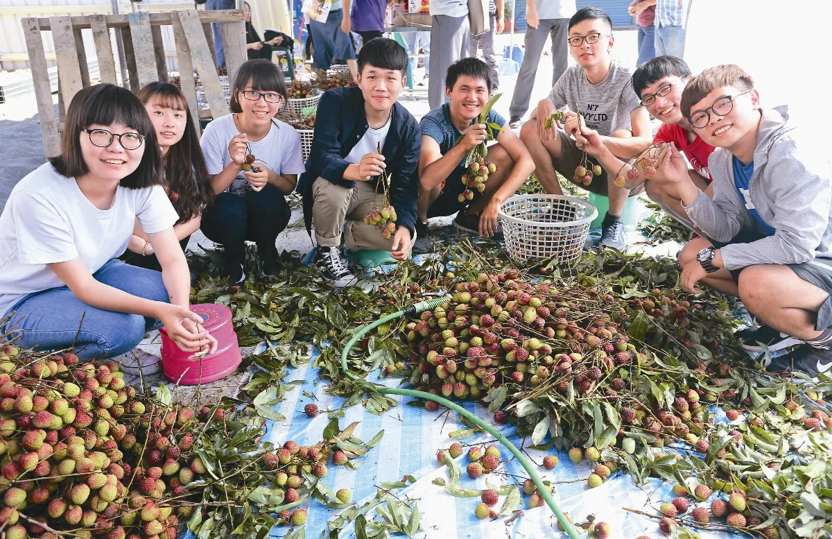 農來趣App 號召大學生採荔枝