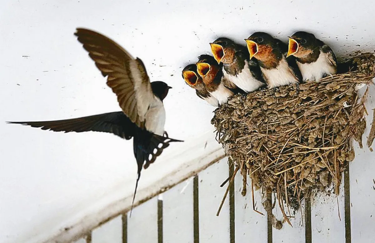 改巢換代 跟著基因變