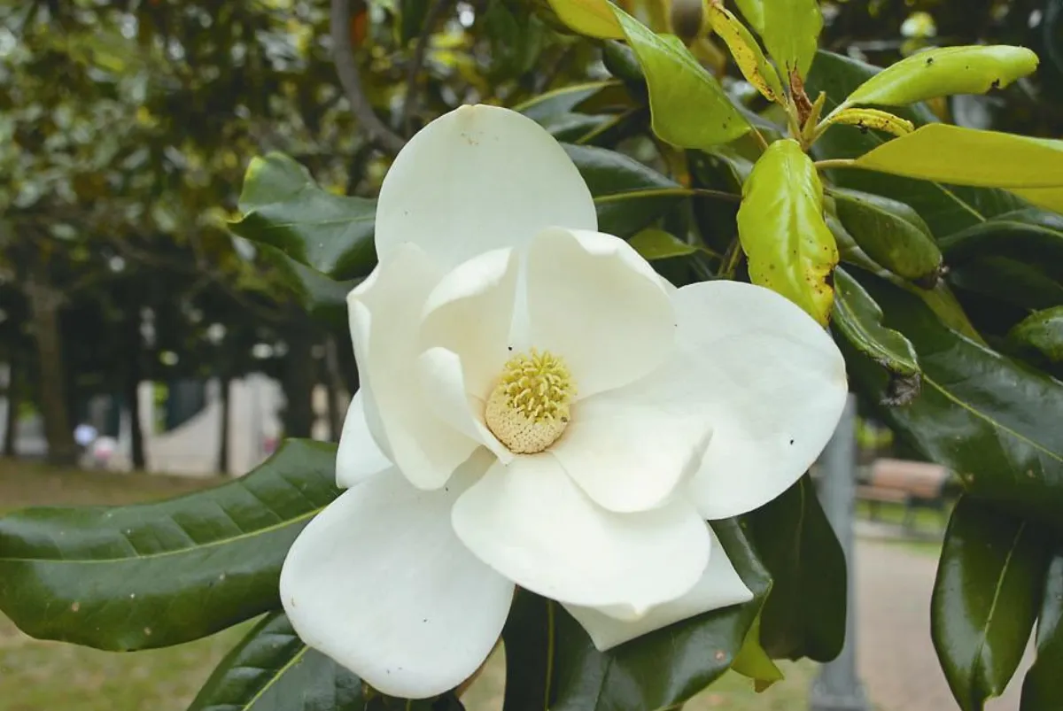 植物聯合國   公園裡的大明星  洋玉蘭