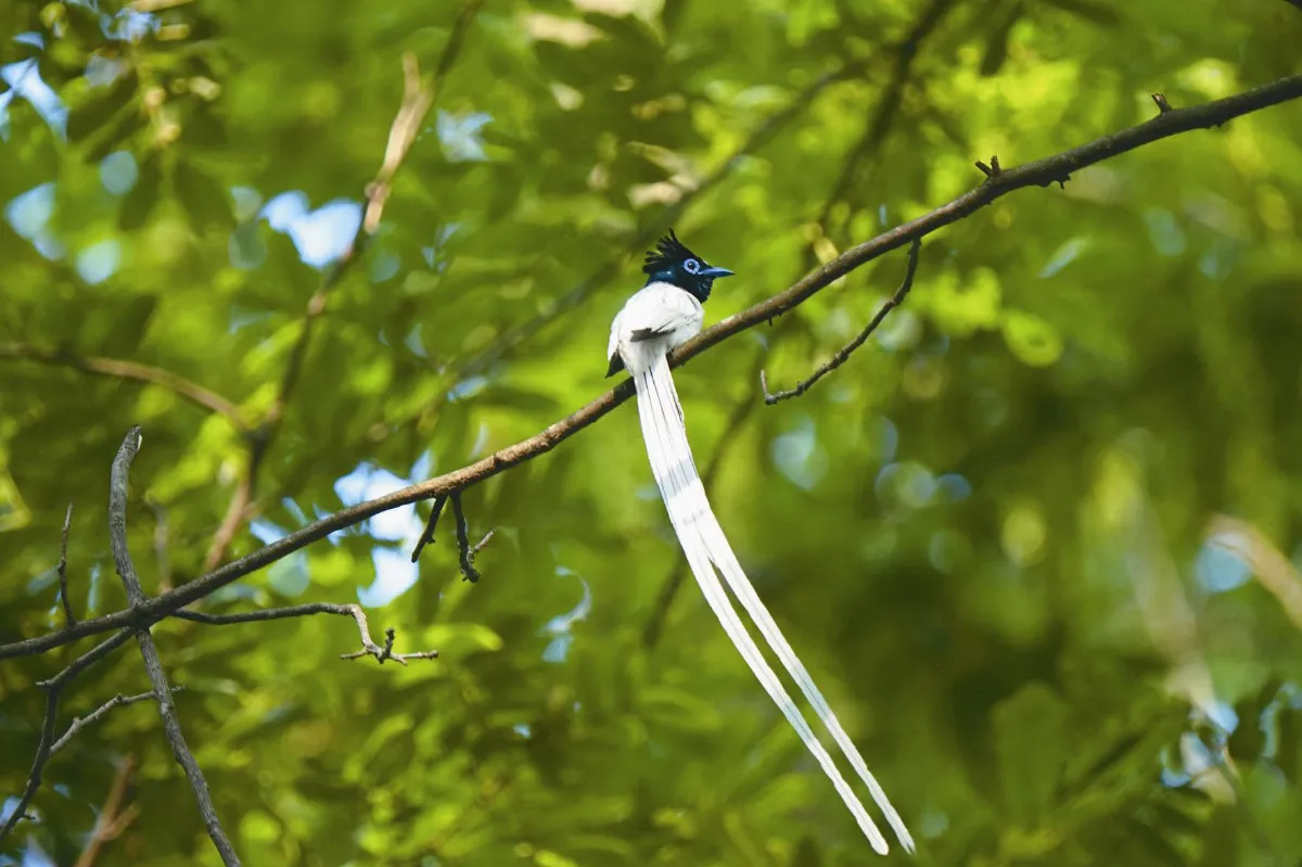 自然│筆│記 繫著絲帶飛翔的綬帶鳥