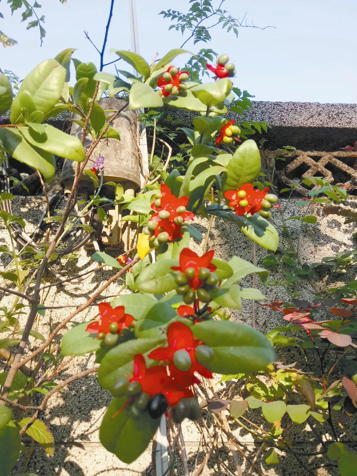 米老鼠樹  桂葉黃梅