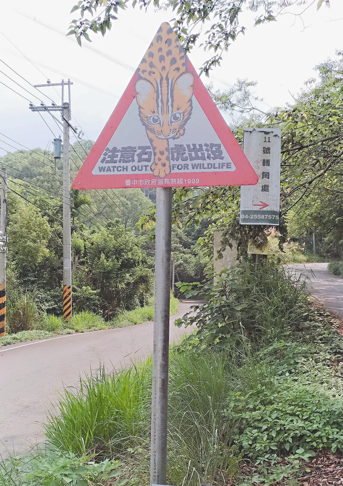 保護石虎 台中設告示牌