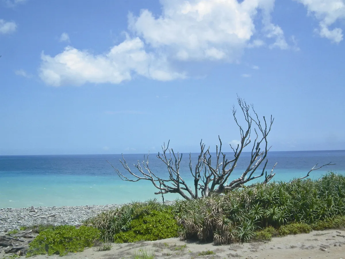 百年夫妻樹 43個颱風吹不倒