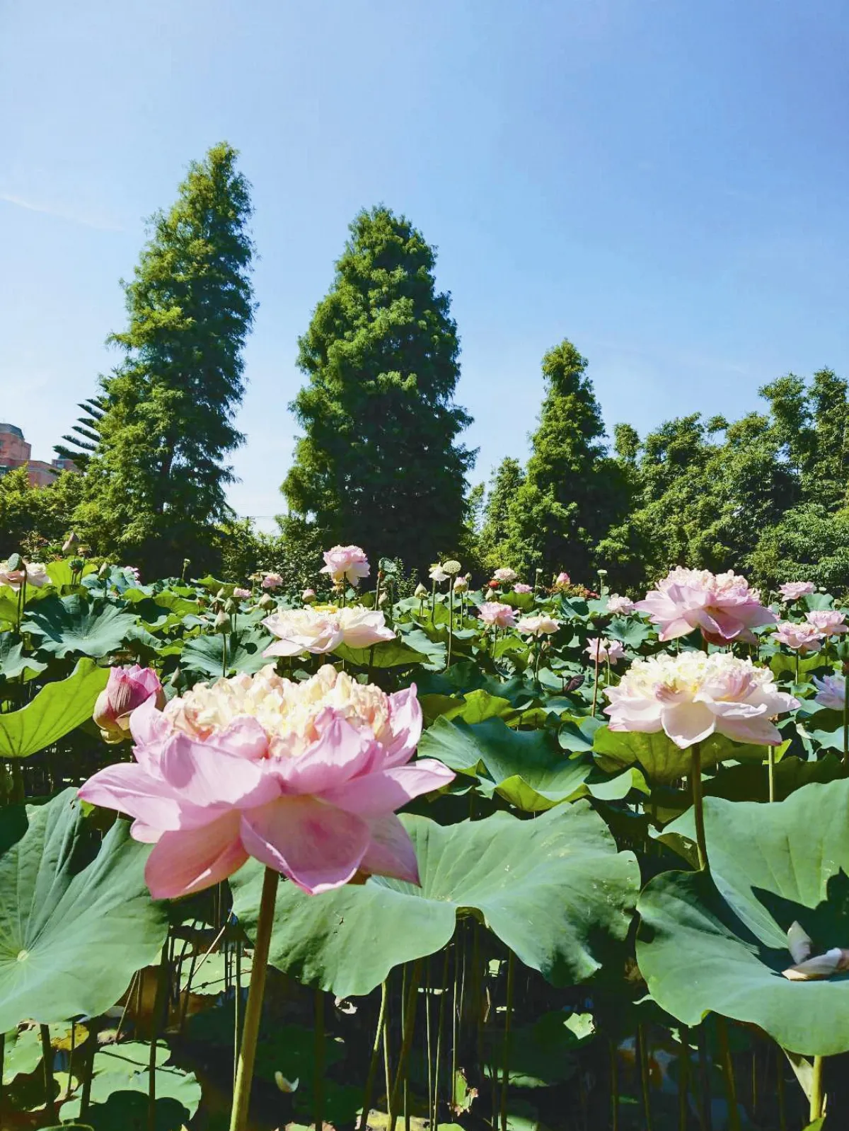 桃園蓮花盛開 展現季節美
