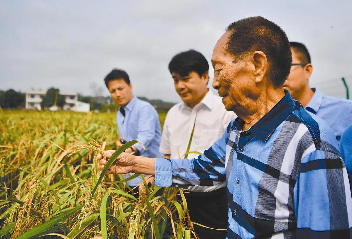 杜拜沙漠 種稻成功