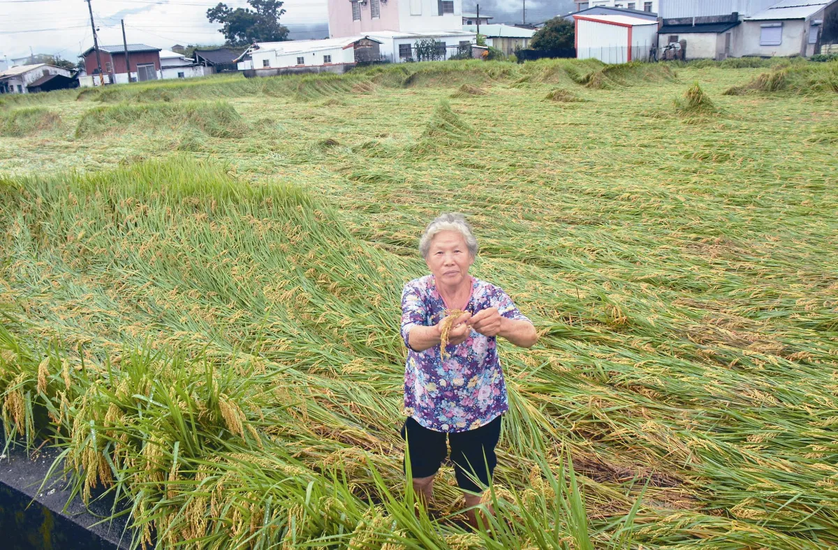連泡6天 台東縱谷稻穗發芽