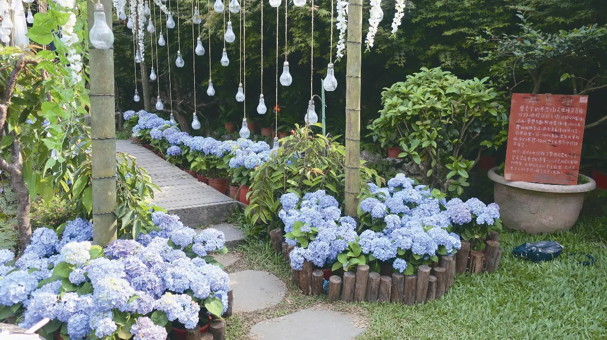 繡球花田和花徑小路
