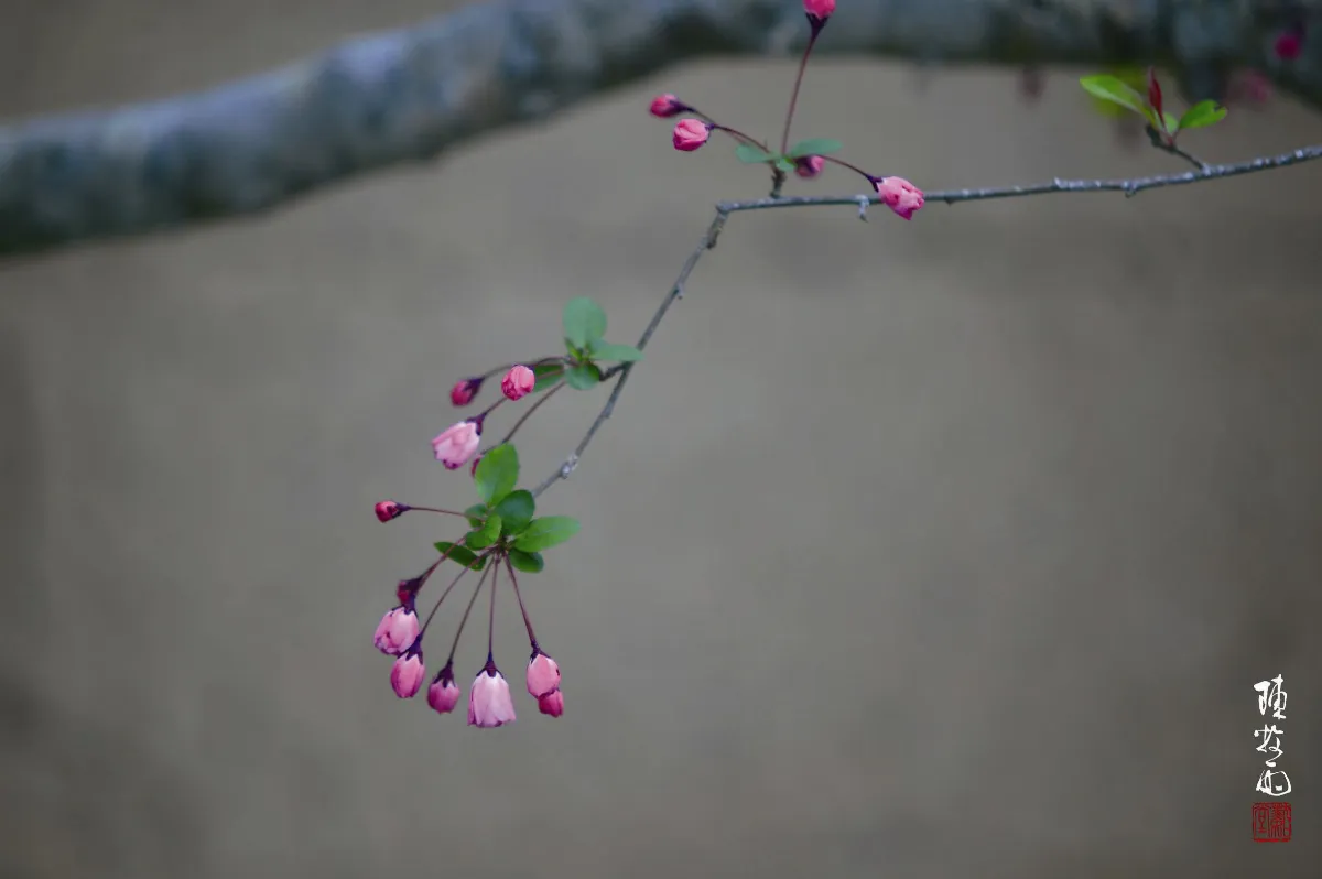 草木有情 垂絲海棠