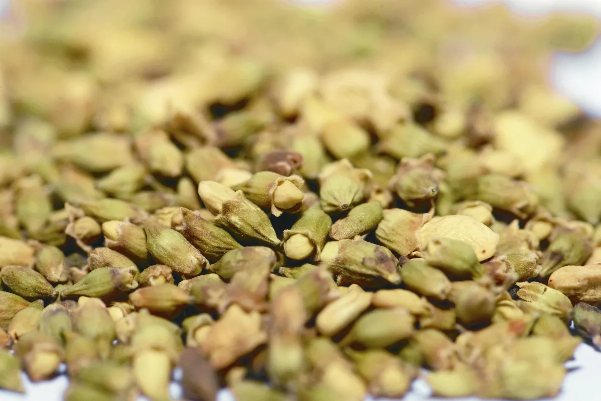 中 醫 專欄 一味中藥養生法：槐花與痔瘡