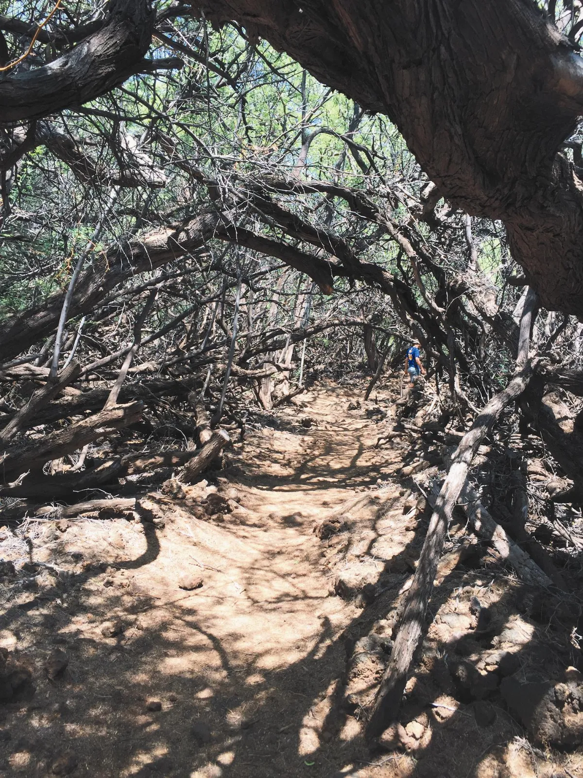 夏日7-8月主題徵文天枯地裂