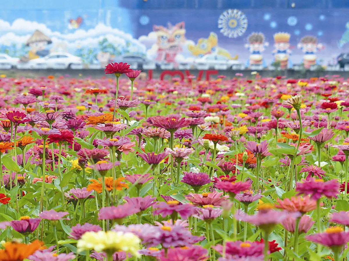 觀螢賞花 彰化花壇驚豔一夏