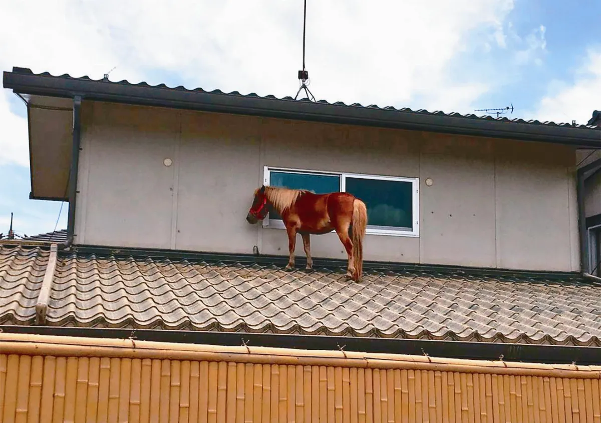 30年最慘洪災 死者增至179人 日洪水消退 迷你馬躲屋頂獲救
