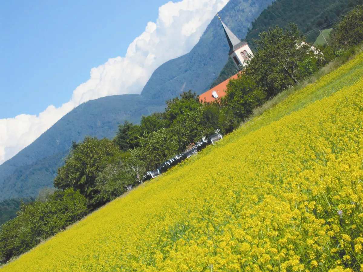 夏日7-8月主題徵文 夏釀釀夏