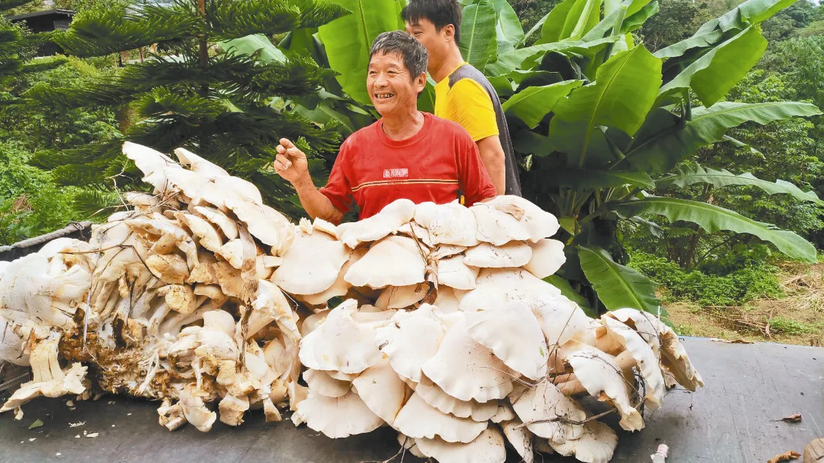 巨菇重百公斤 農民：好呷