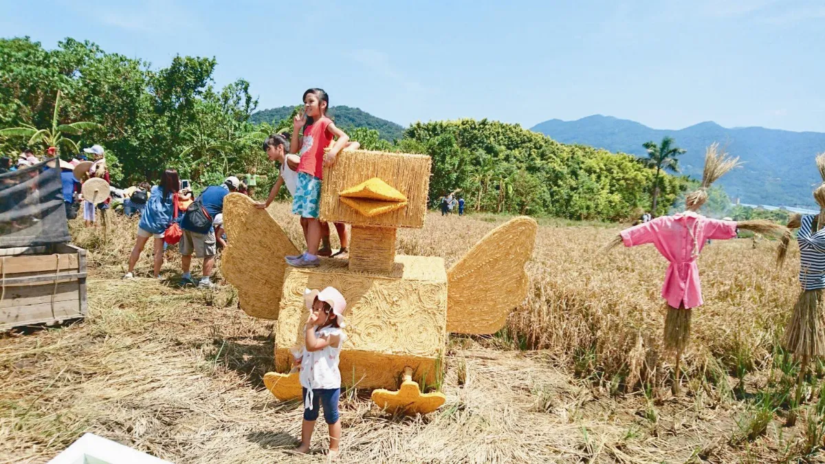關渡平原 周末來割稻