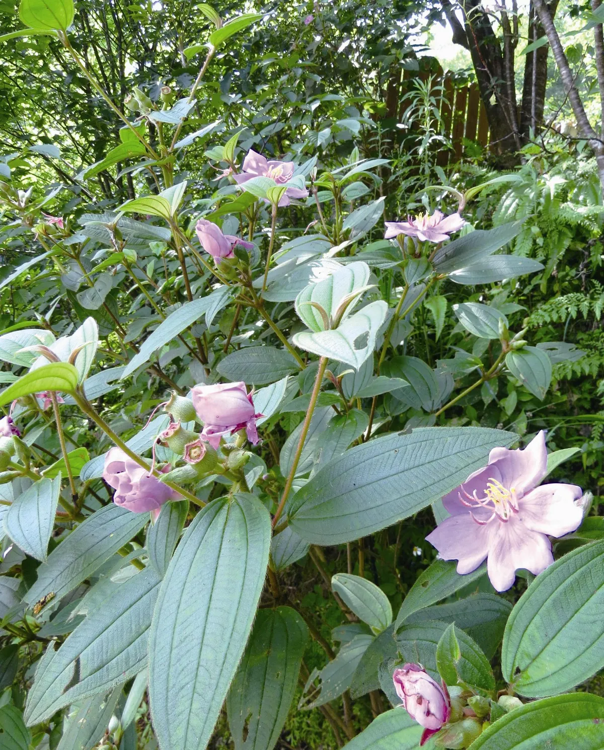 山村生活  櫻花樹下的野牡丹