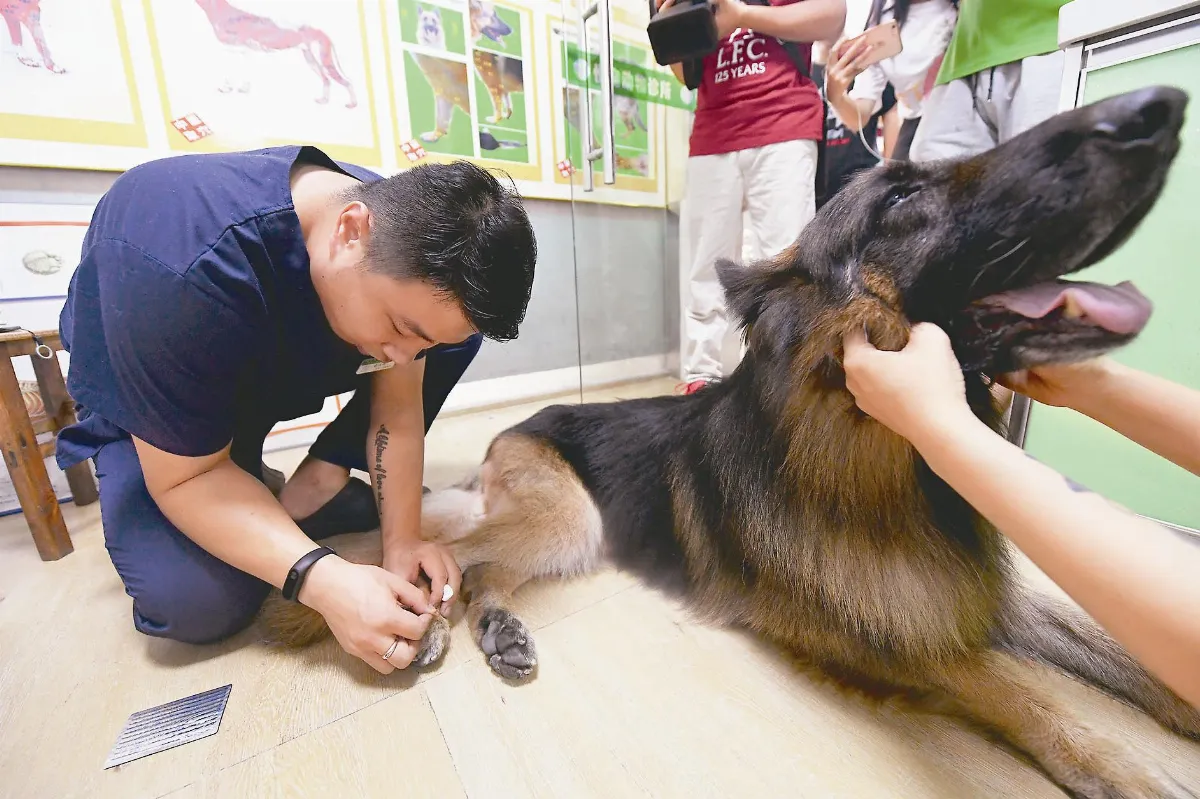 寵物經濟夯 狗狗也看中醫