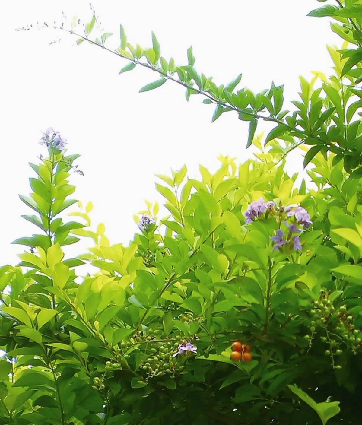 人間 回眸  蝴蝶谷