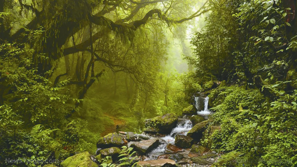 世界最孤獨男人 雨林獨活22年