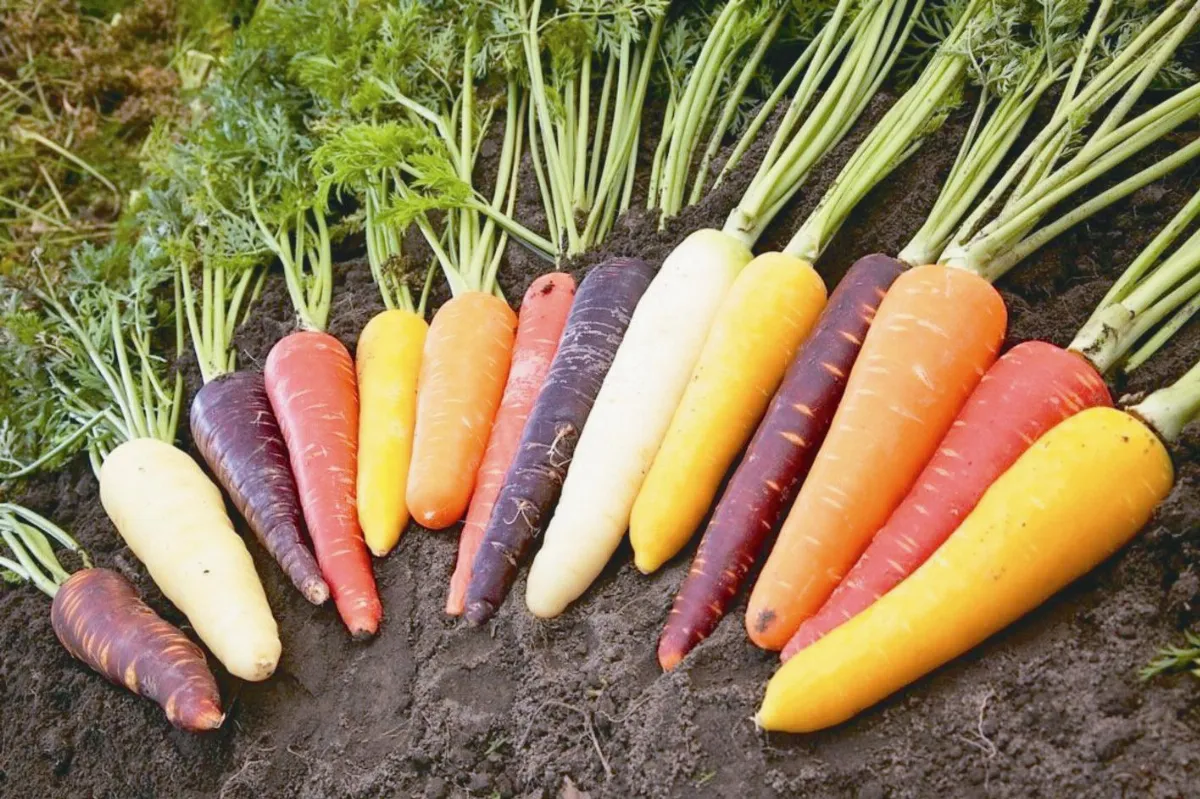 8種超營養蔬菜 挑食就虧大