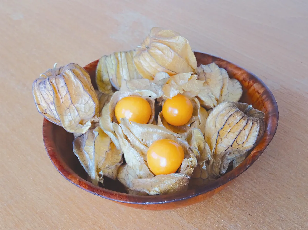 異鄉食情  名稱紛紜的燈籠果