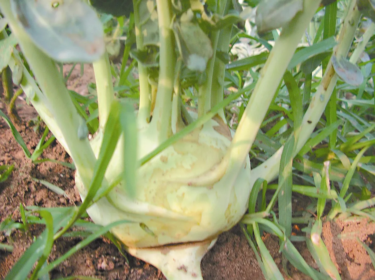天然園   大頭菜種植甘苦