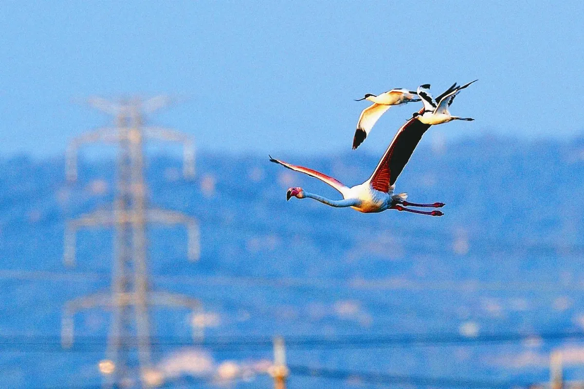 罕見大紅鶴 流連永安溼地50天