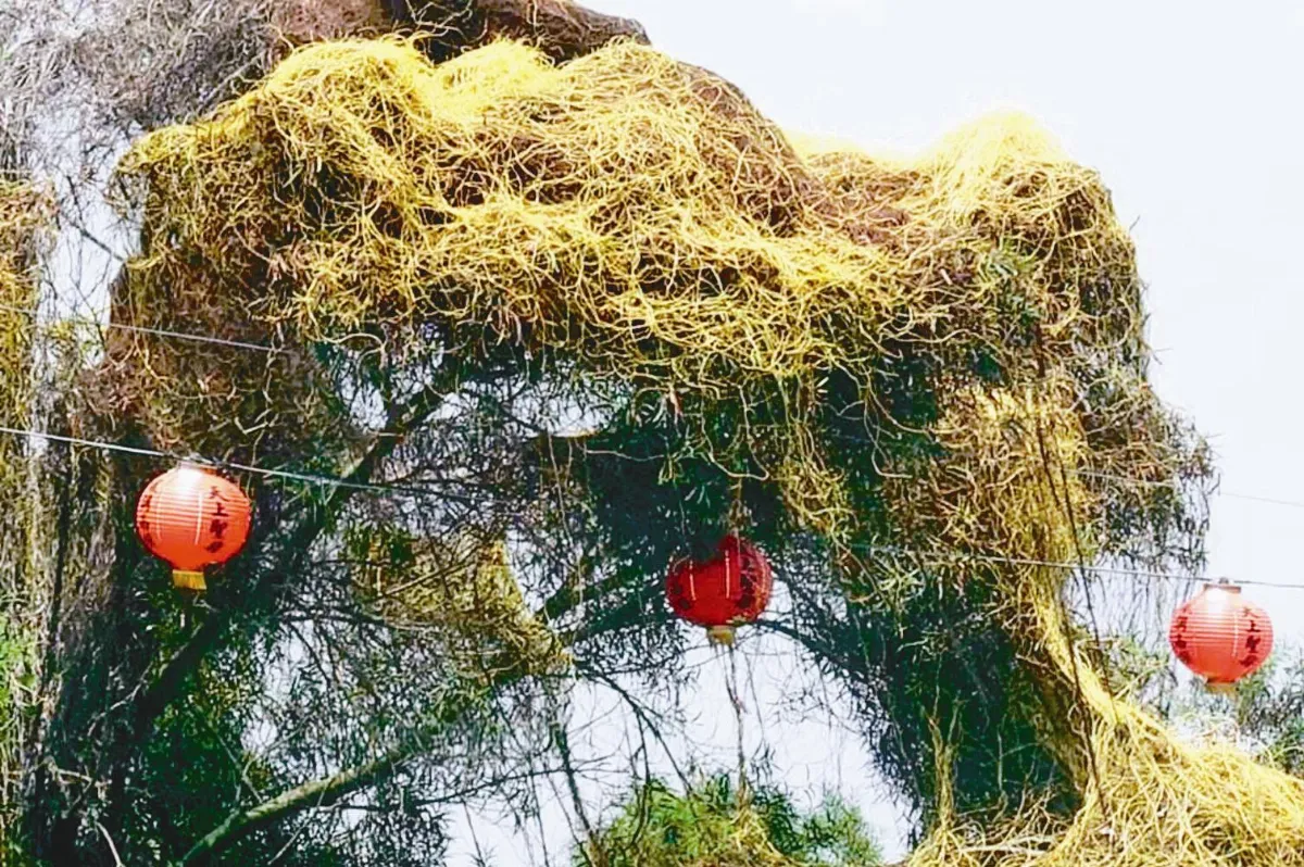 樹林吸血鬼 菟絲子現八卦山