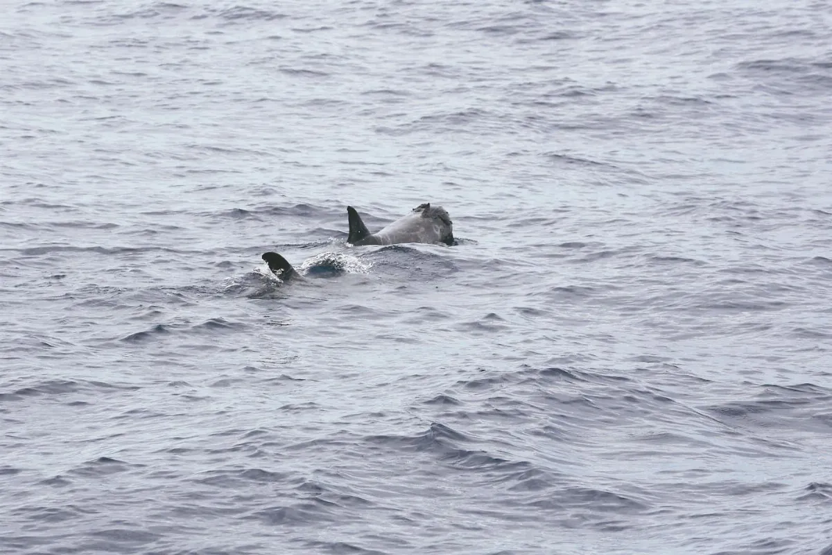 減塑你我做起 別再看見這種場景 2隻海豚 搶玩塑膠垃圾