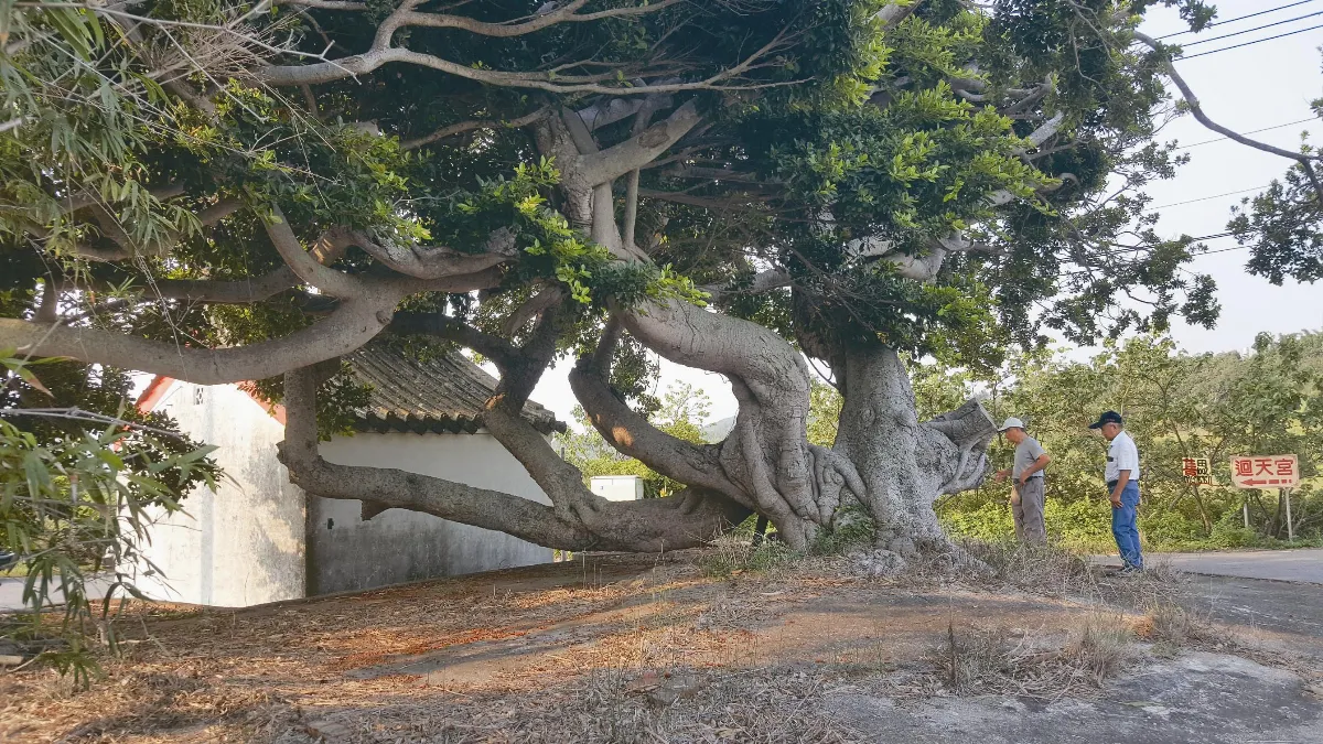 拆水泥地  讓百歲老榕呼吸