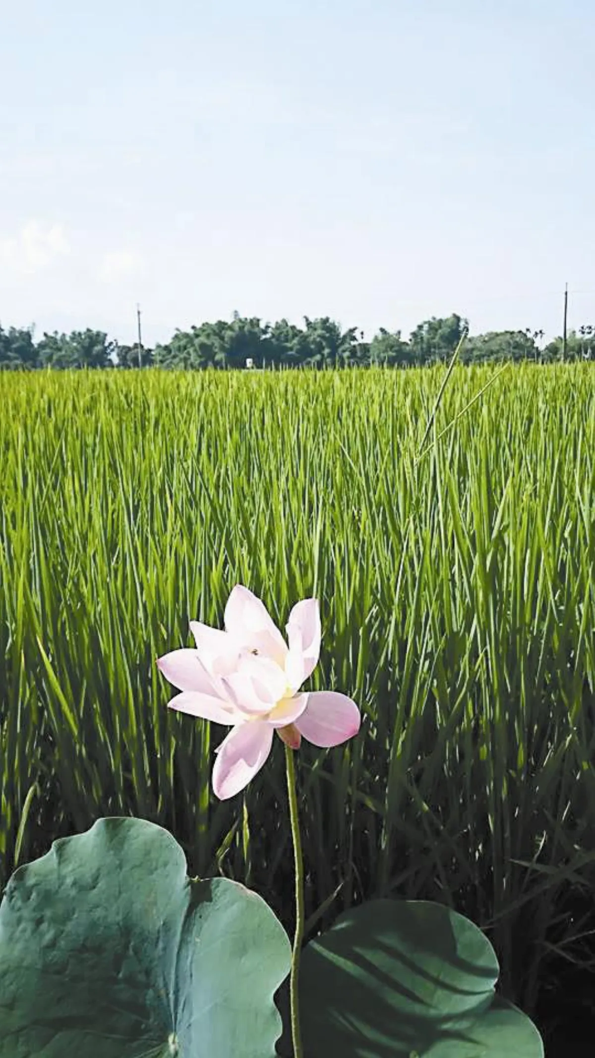 生活快門  萬綠叢中一點紅